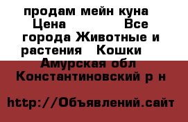 продам мейн куна › Цена ­ 15 000 - Все города Животные и растения » Кошки   . Амурская обл.,Константиновский р-н